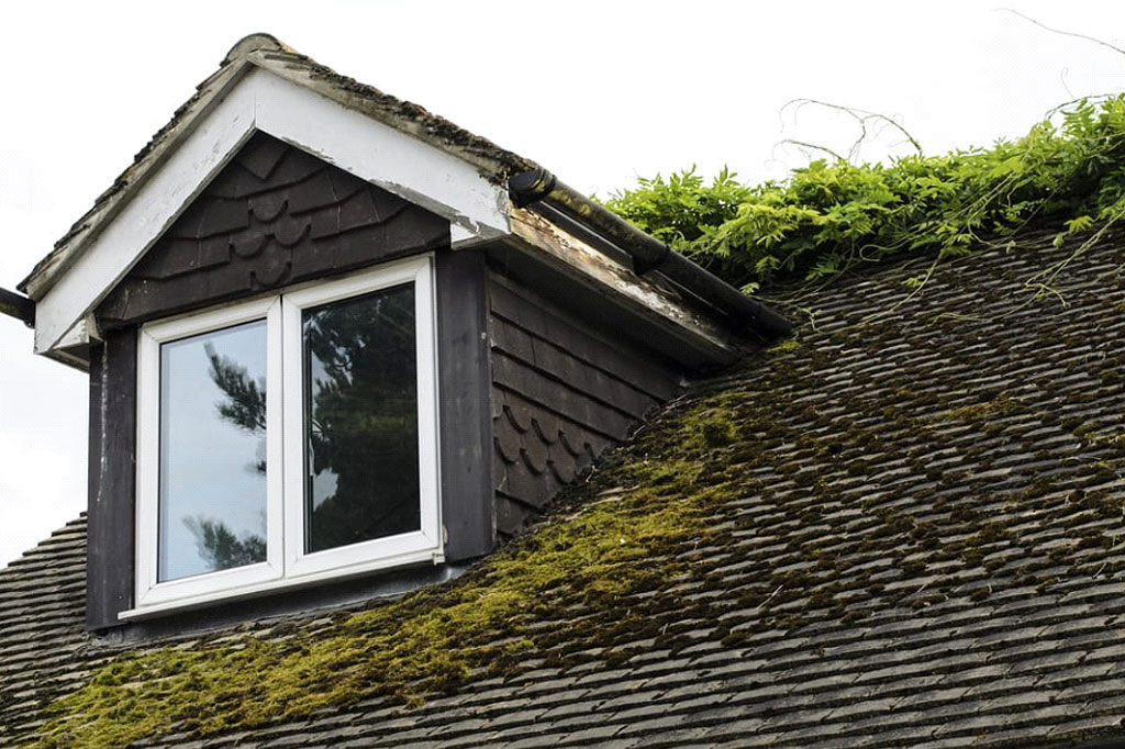 Moss Accumulated on a Roof