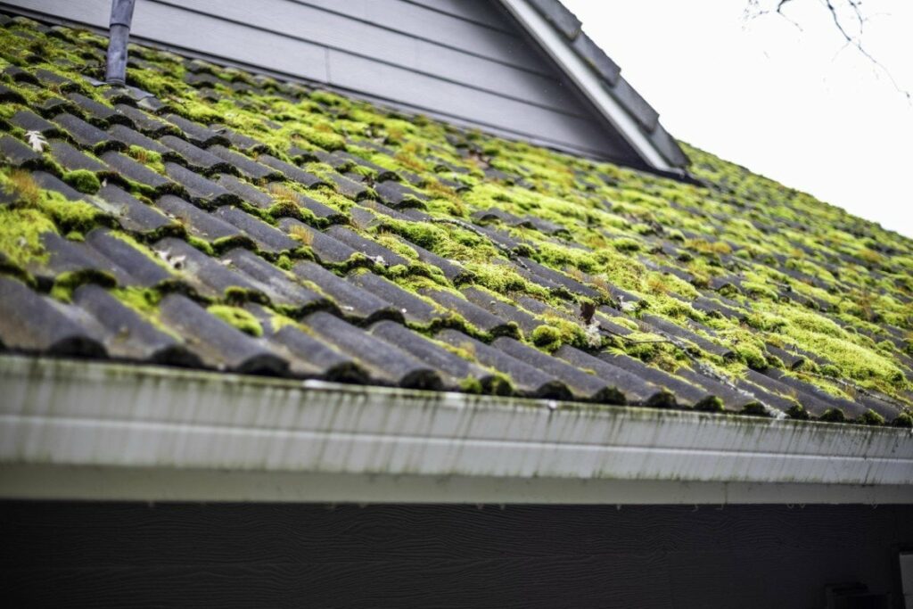 Growth of moss on roof
