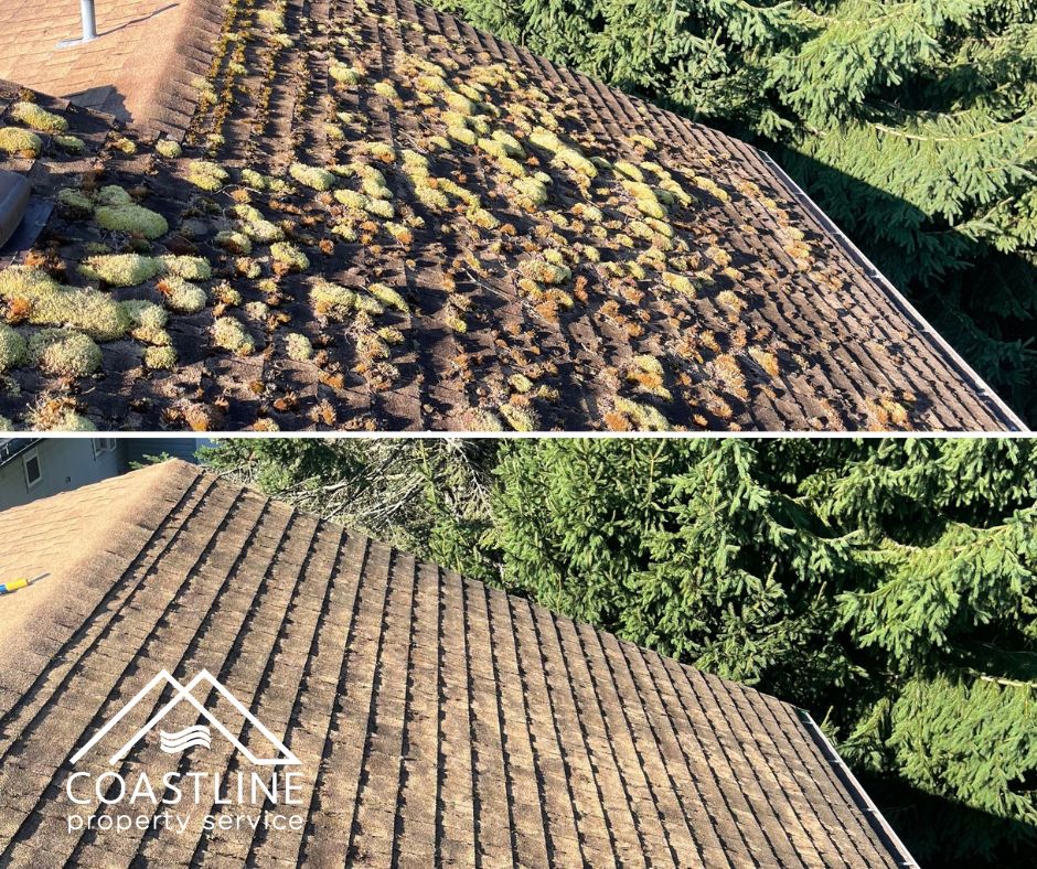 Moss Accumulated on a Roof