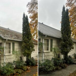 Moss Removal 